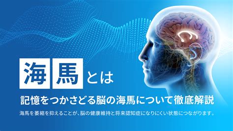 海馬回|海馬とは？！記憶をつかさどる脳の海馬について徹底。